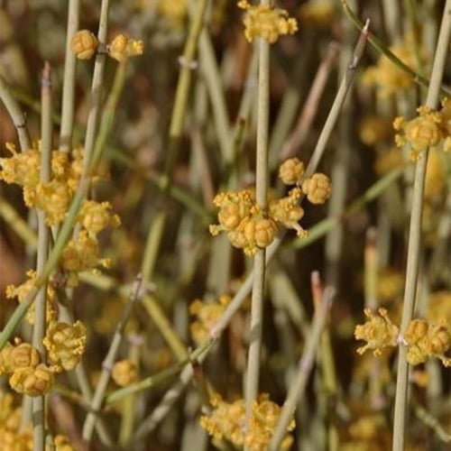 بذور عشبة العلندى - العدام الأصفر ( Ephedra transi...