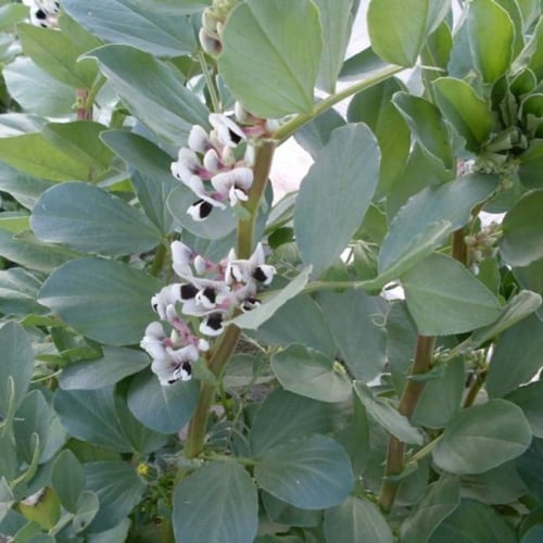 بذور نبات الفول ( Vicia faba )