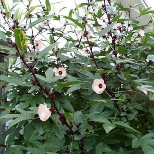 بذور شجيرة الكركديه ( Hibiscus sabdariffa )