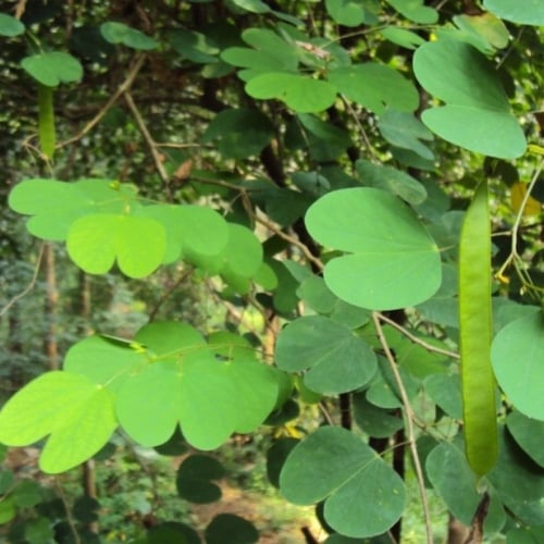 بذور شجيرة بوهينيا الصفراء ( bauhinia tomentosa )