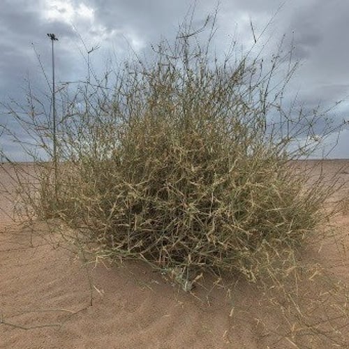 بذور الثمام - الدخن ( panicum turgidum )