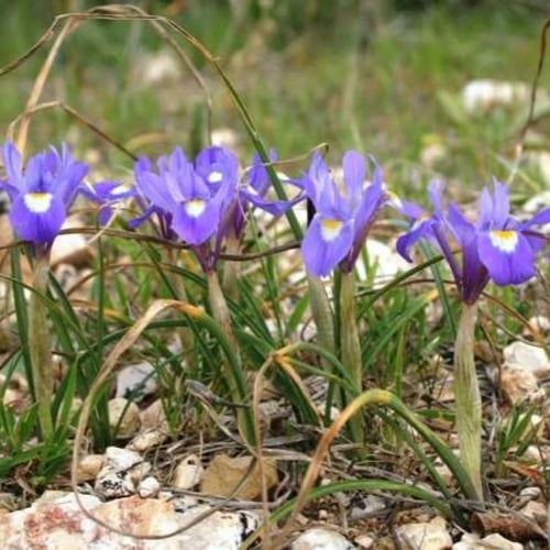 بذور السوسن البري ( moraea sisyrinchium )