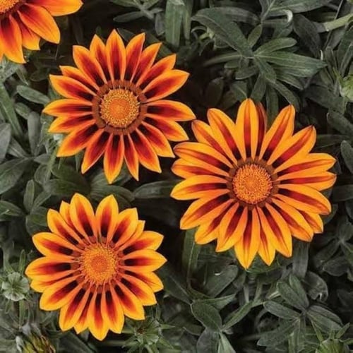 بذور زهرة الجازانيا ( Gazania )