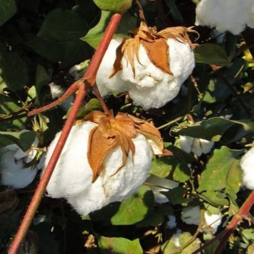 بذور شجيرة القطن المكسيكي ( Gossypium hirsutum )