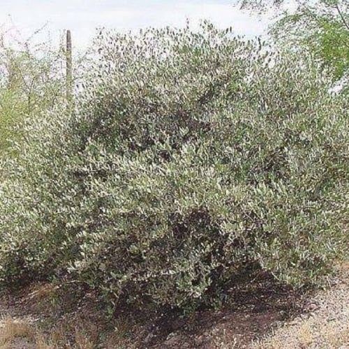 بذور ‫الجوجوبا‬ ( Simmondsia chinensis )