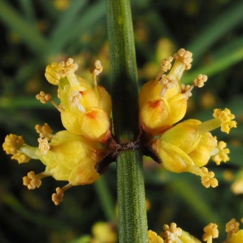 بذور عشبة العلندى - العدام الأصفر ( Ephedra transi...