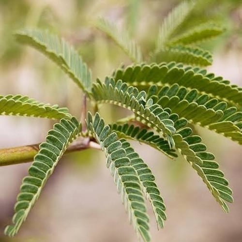 بذور سنط - طلح سيال الأحمر ( Acacia seyal )