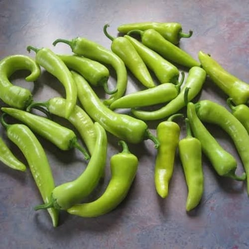 بذور الفلفل الحار الاخضر ( Capsicum annuum )