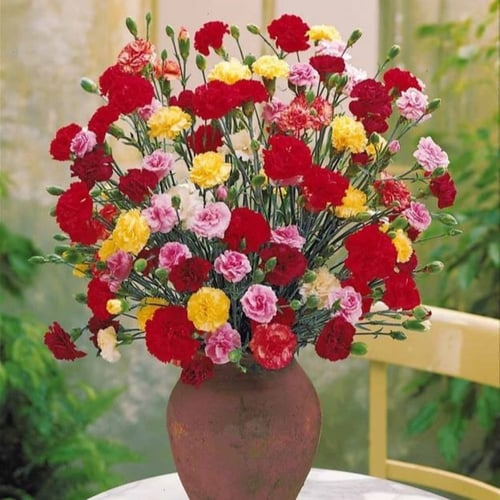 ‫بذور زهرة القرنفل‬ ( Dianthus caryophyllus )