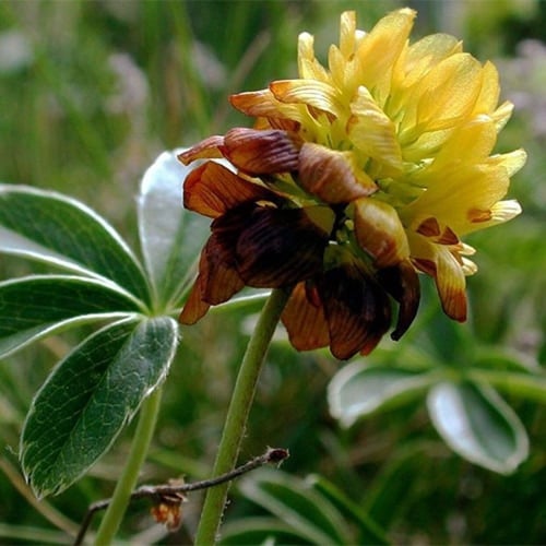 بذور عشبة النفل ( Trifolium )