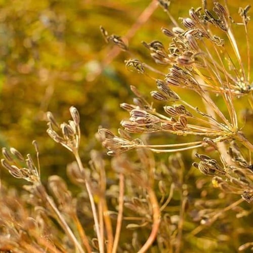 بذور عشبة الكمون ( Cuminum cyminum )