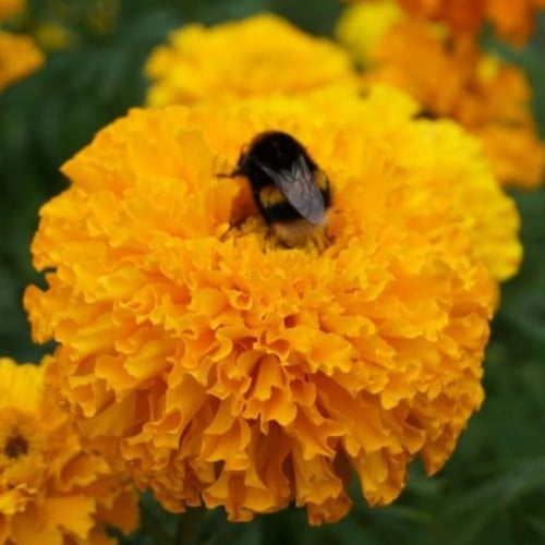 بذور زهرة القطيفة الافريقية ( Tagetes erecta crack...