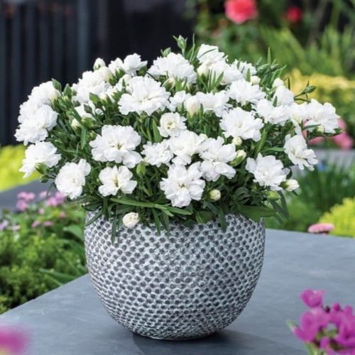 ‫بذور زهرة القرنفل الأبيض ( Dianthus caryophyllus...