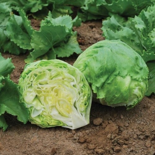 بذور الخس الامريكي ( Crisphead Iceberg Lettuce )