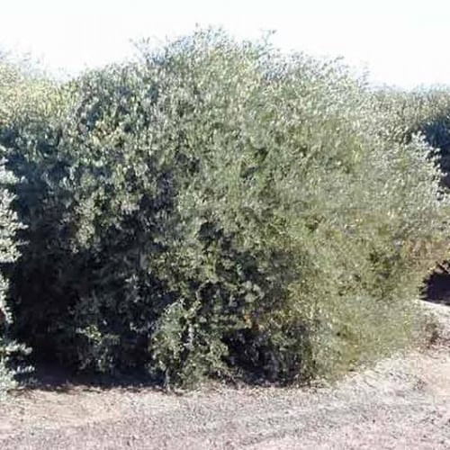 بذور ‫الجوجوبا‬ ( Simmondsia chinensis )