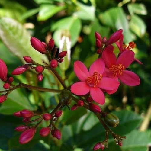 بذور شجيرة الجاتروفا‬ ( Jatropha integerrima )