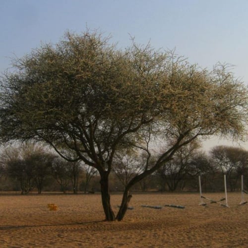 بذور شجرة الطلح العسلي - الضبة ( Acacia mellifera...
