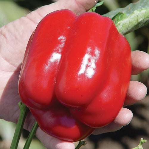 بذور فلفل رومي أحمر - بارد ( Capsicum annuum )