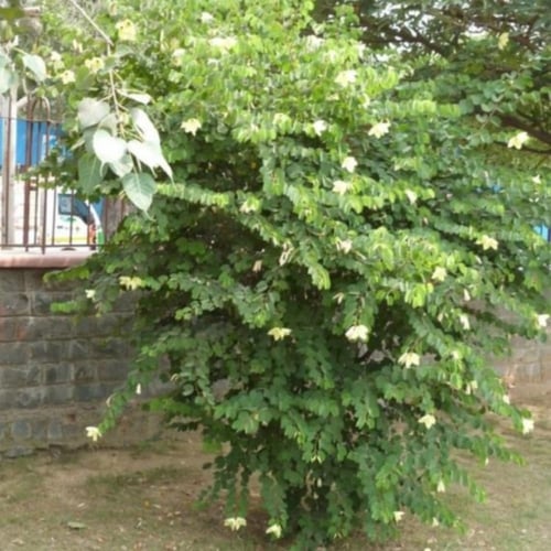 بذور شجيرة بوهينيا الصفراء ( bauhinia tomentosa )