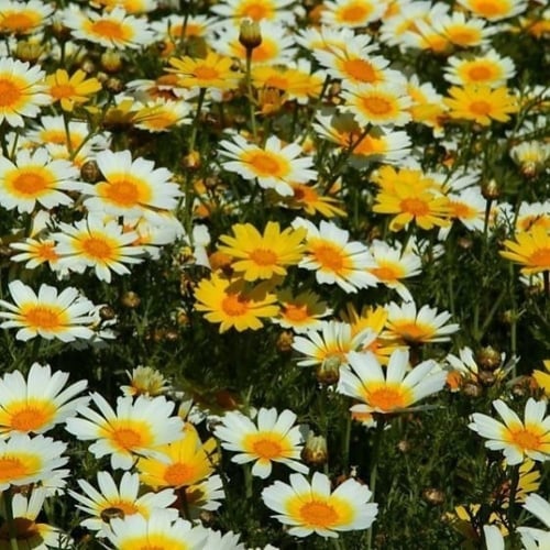 بذور زهرة الاقحوان التاجي - الأراولا ( Chrysanthem...