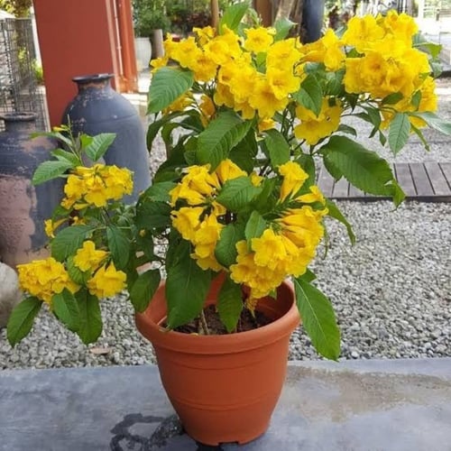 ‫بذور شجرة تيكوما ستانس‬ ( Tecoma Stans )