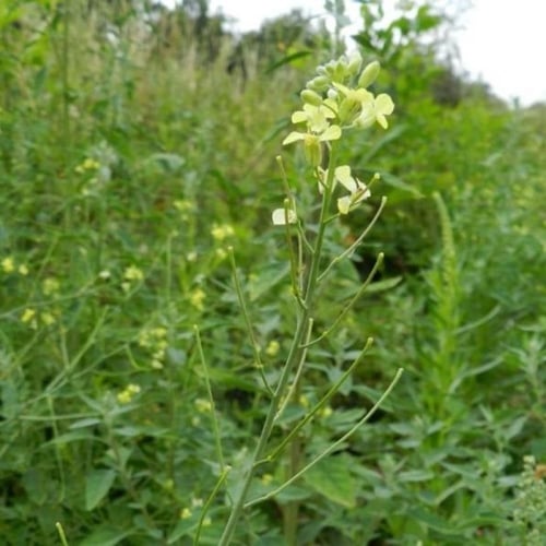 بذور عشبة السمارة - الحويرة ( Sisymbrium orientale...