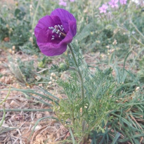 بذور البختري ( Roemeria )