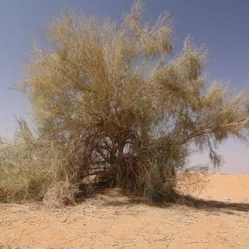 بذور شجيرة الغضا ( Haloxylon ammodendron )
