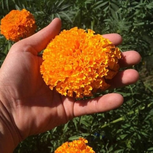 بذور زهرة القطيفة الافريقية ( Tagetes erecta crack...