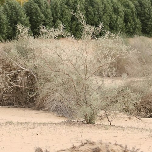 بذور الأرطى العملاق - العبل الخليجي ( Calligonum c...