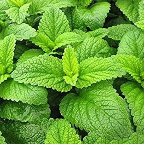 بذور عشبة المليسا - حشيشة النحل ( Melissa officina...