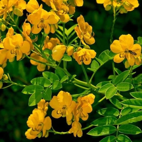 بذور عشبة سنامكي ( Senna acutifolia )