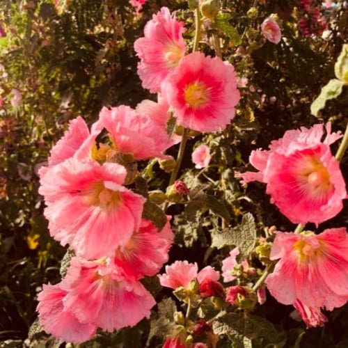 بذور زهرة الختمية الملونة ( Althaea )