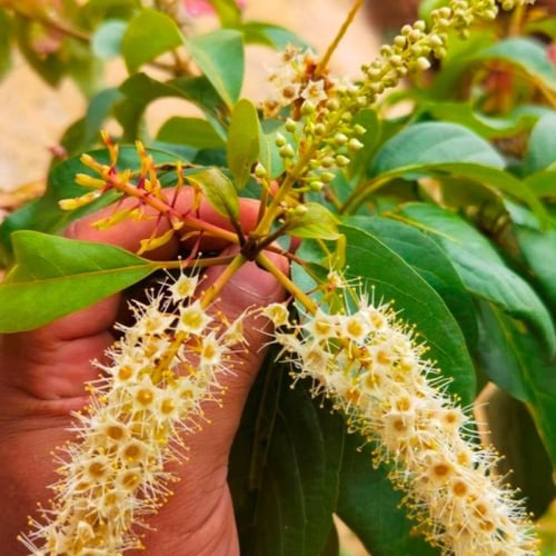 بذور شجرة الثعب - ترمناليا بروني ( Terminalia Brow...