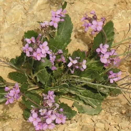 بذور عشبة اليهق - الجرجير البري ( Diplotaxis acris...