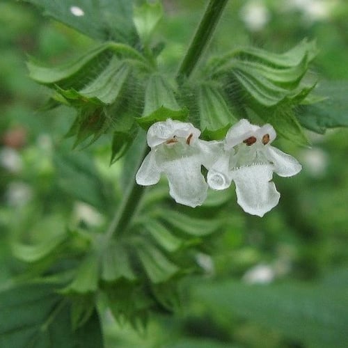 بذور عشبة المليسا - حشيشة النحل ( Melissa officina...
