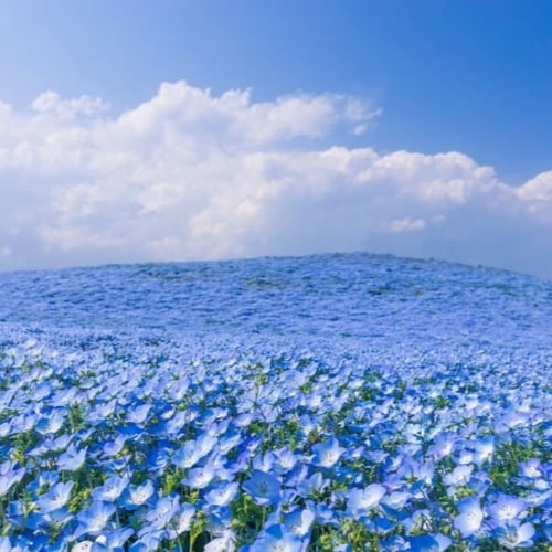 بذور زهرة عيون الطفل الزرقاء ( Nemophila menziesii...
