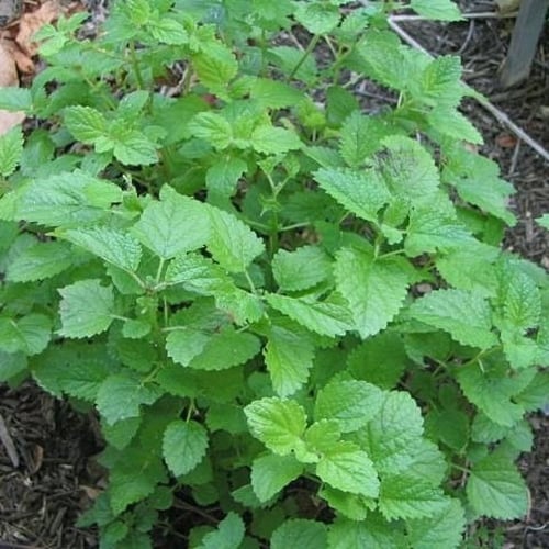 بذور عشبة المليسا - حشيشة النحل ( Melissa officina...