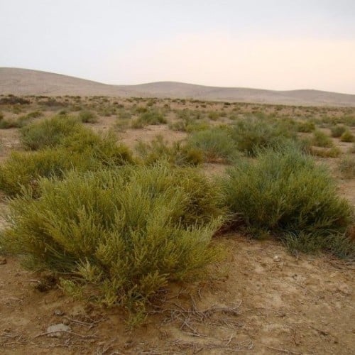 بذور شجيرة الغضراف ( Salsola imbricata )