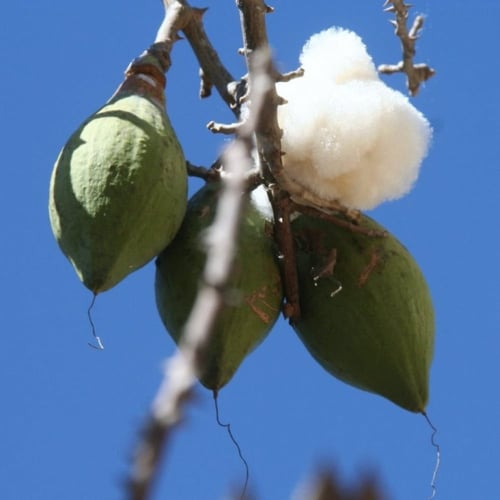 ‫بذور شجرة الكابوك‬ ( Ceiba pentandra )
