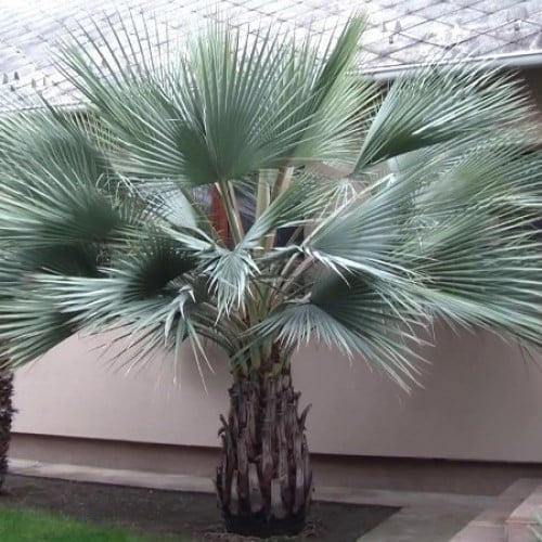 بذور نخيل براهيا ( Brahea armata )