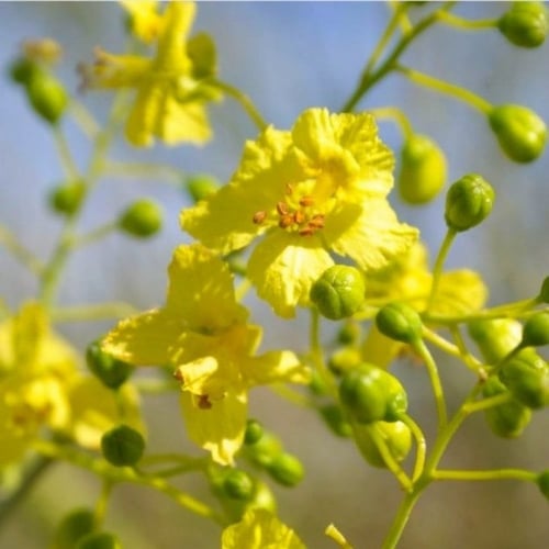 بذور شجرة‬ باركنسونيا فلوريدا‬ ( Parkinsonia flori...