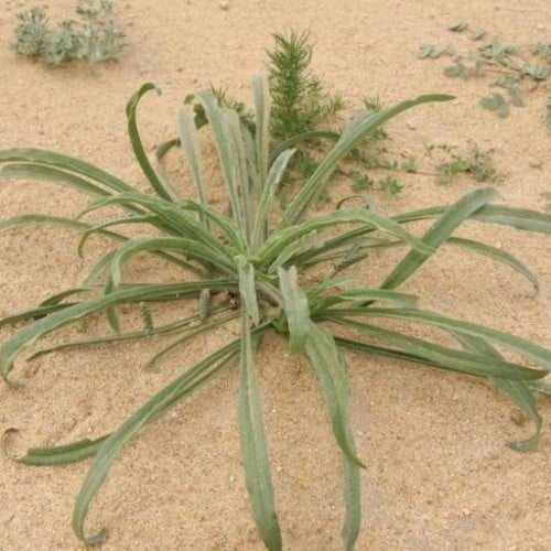 بذور عشبة الربلة ( Plantago ovata )
