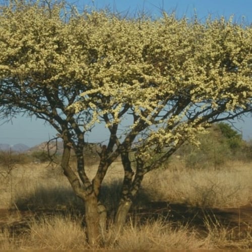 بذور شجرة الطلح العسلي - الضبة ( Acacia mellifera...