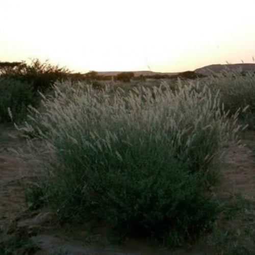 بذور عشبة الضعه ( Lasiurus scindicus )