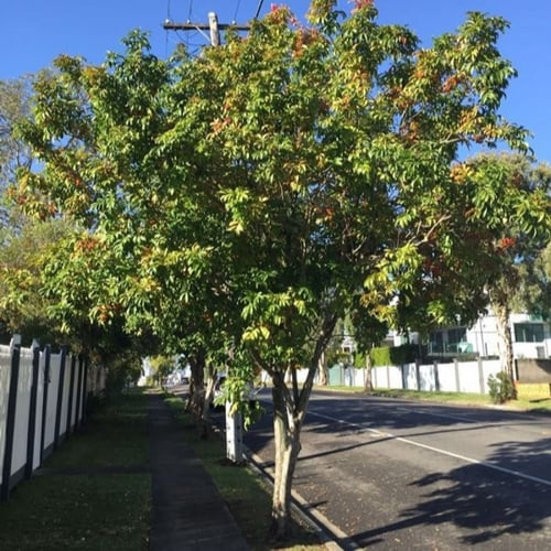 بذور شجرة هاربوليا - خشب التوليب ( Harpullia pendu...