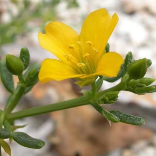 بذور عشبة القرمل ( Zygophyllum simplex )