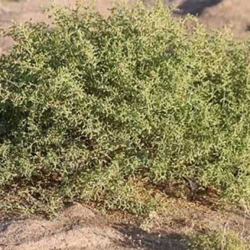 بذور عشبة القرمل ( Zygophyllum simplex )