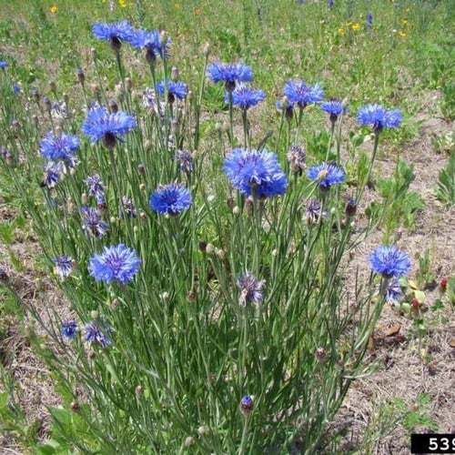 بذور زهرة سينتاوريا الزرقاء - ندى العنبر ( Centaur...