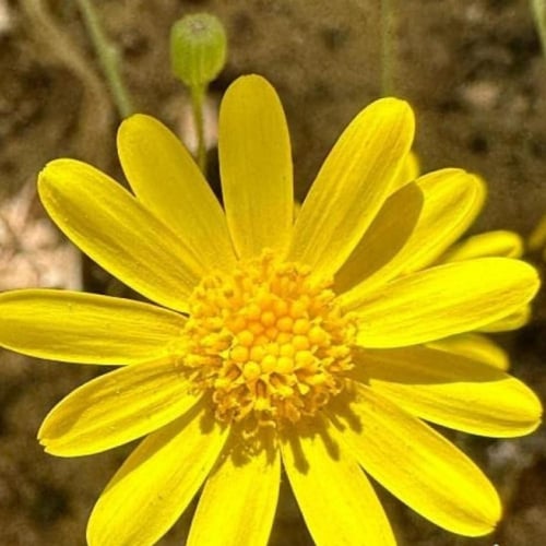 بذور عشبة الجرجار - النوير ( Senecio glaucus )
